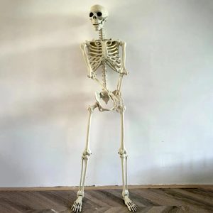 Squelette Articulé de Taille Humaine pour Halloween